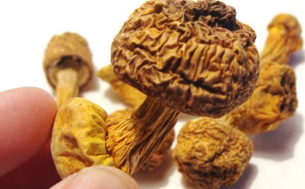 巴西菇、姬松茸烘干機(jī)-怎樣烘干色澤好且菇體褶片完整？