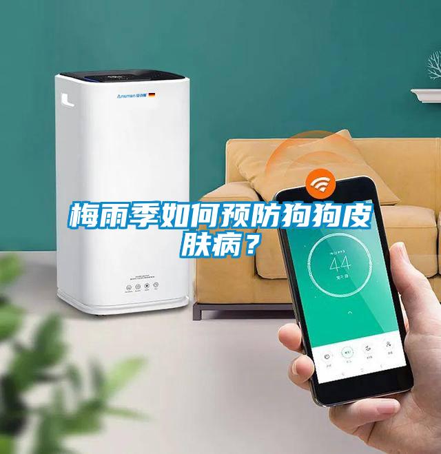 梅雨季如何預(yù)防狗狗皮膚病？