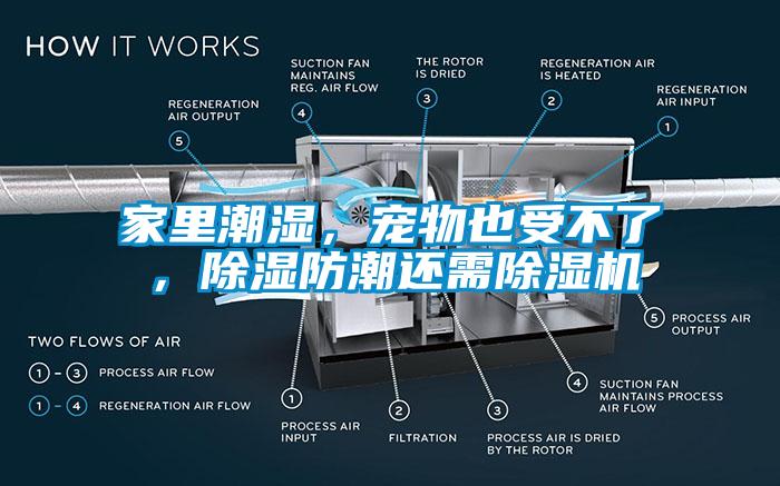家里潮濕，寵物也受不了，除濕防潮還需除濕機
