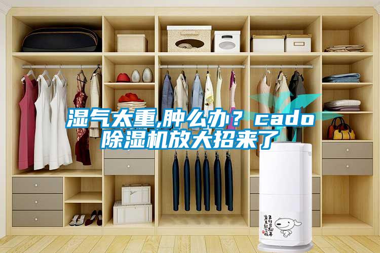 濕氣太重,腫么辦？cado除濕機放大招來了