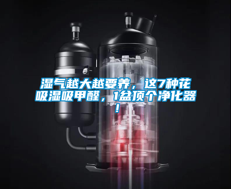 濕氣越大越要養(yǎng)，這7種花吸濕吸甲醛，1盆頂個凈化器！