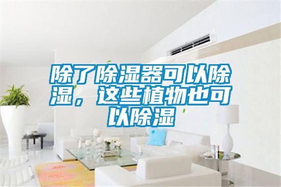 除了除濕器可以除濕，這些植物也可以除濕